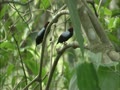 世界の鳥たちの奇妙な繁殖行動 