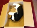 猫カフェ　ミューキーズ　”毛ボール大好き！” 